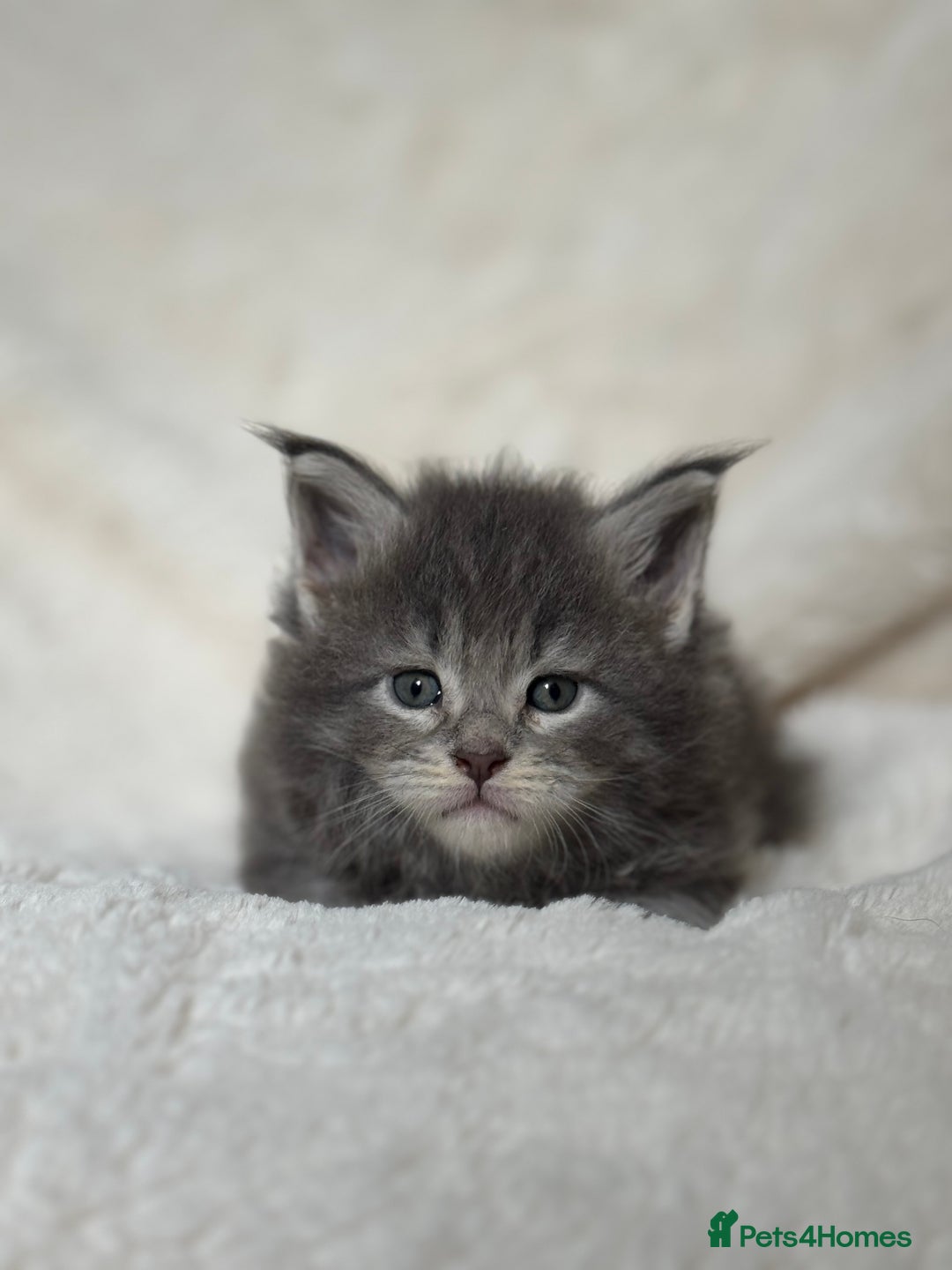 Maine Coon cats for sale: KING-SIZE MAINE COON CUBS HEALTH TESTED - Image 5