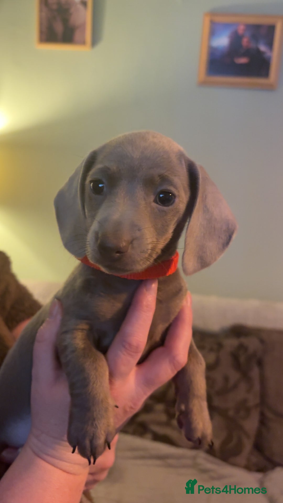 Miniature Dachshund dogs for sale: ISABELLA AND TAN MINIATURE DACHSHUND PUPPIES  - Advert 12