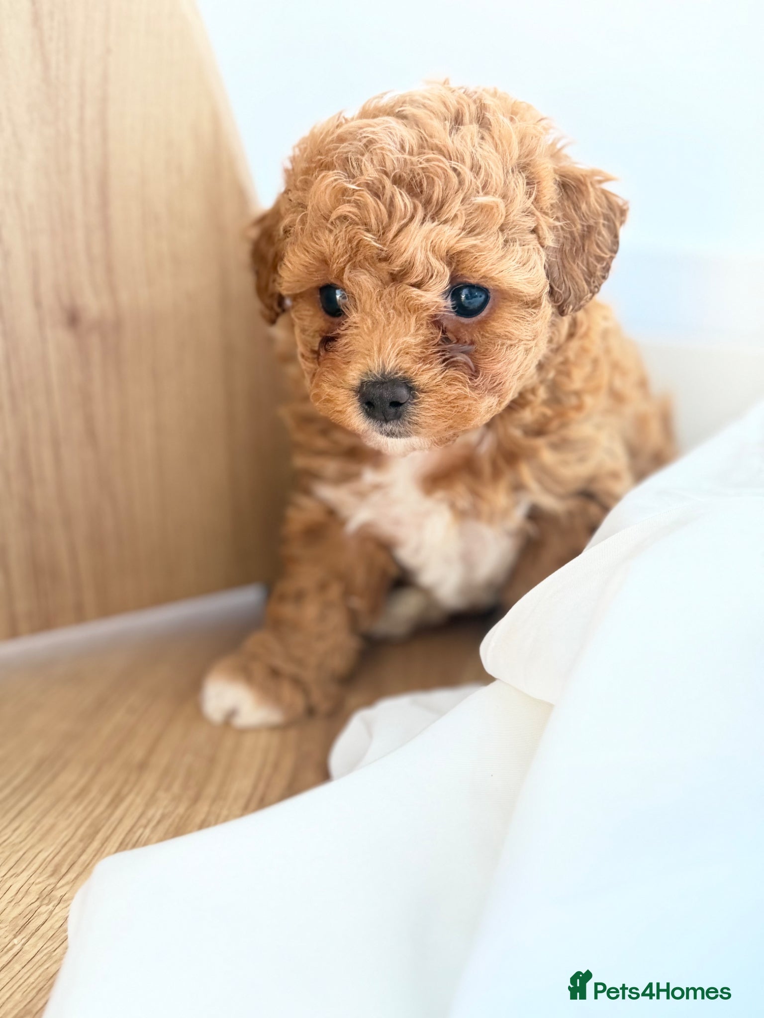Cavapoochon dogs Toy cavapoochon puppies for sale  - Advert 3
