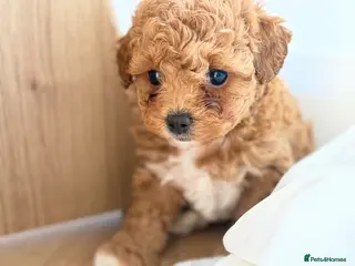 Cavapoochon dogs Toy cavapoochon puppies for sale - Advert 2