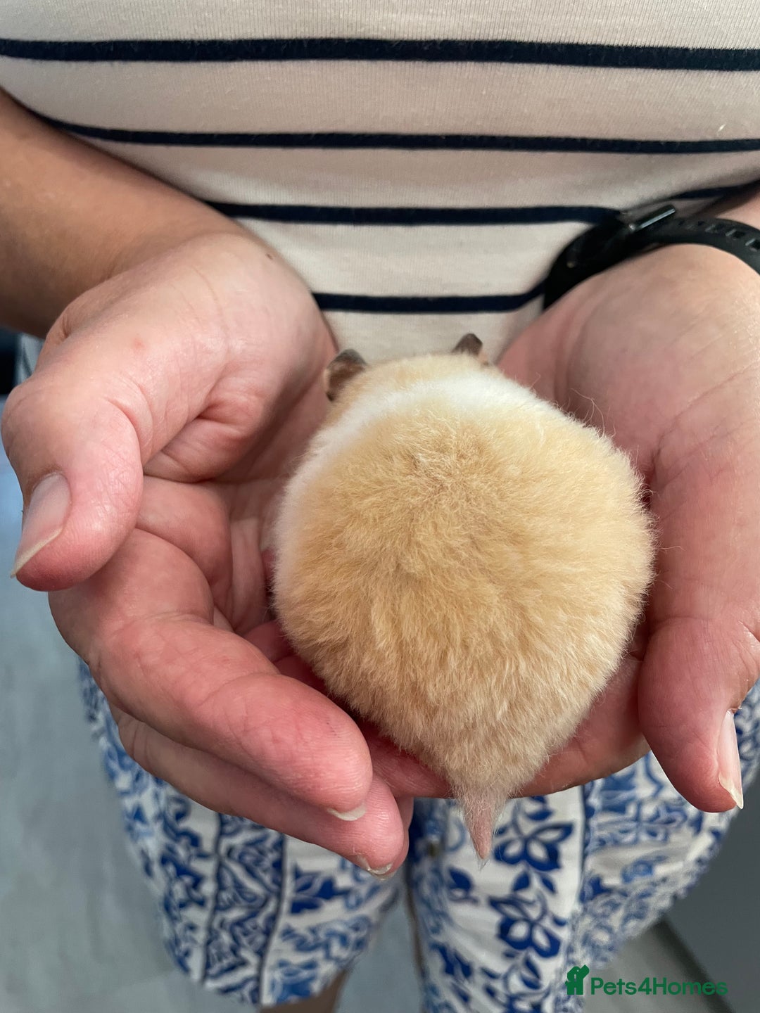 Hamster rodents for sale: Baby Syrian hamsters from show stock  - Image 40