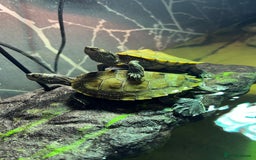 Turtle reptiles for sale: Mississippi Map Turtles - Image 11