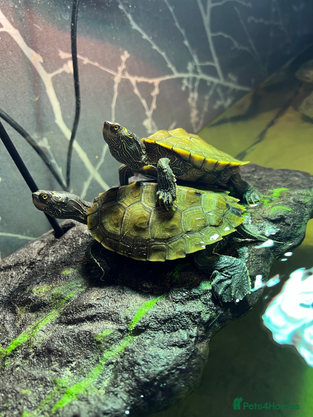 Turtle reptiles for sale: Mississippi Map Turtles - Image 11