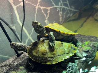 Turtle reptiles - Advert 26