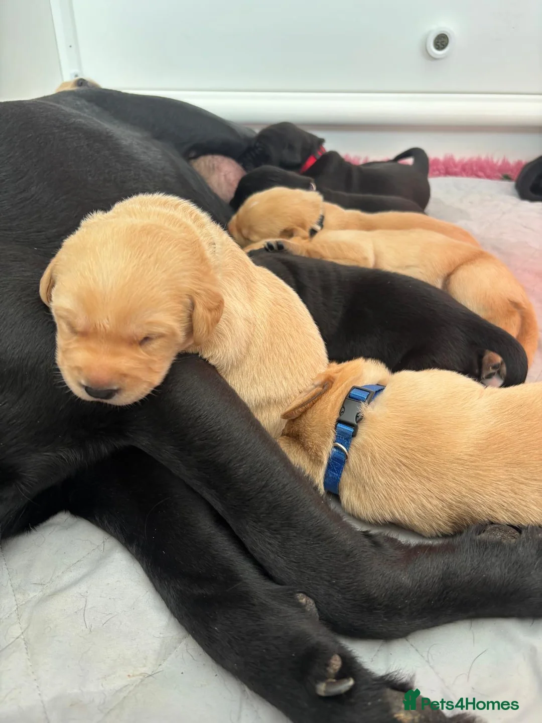 Labrador Retriever dogs for sale: KC Registered Labrador puppies  - Advert 5