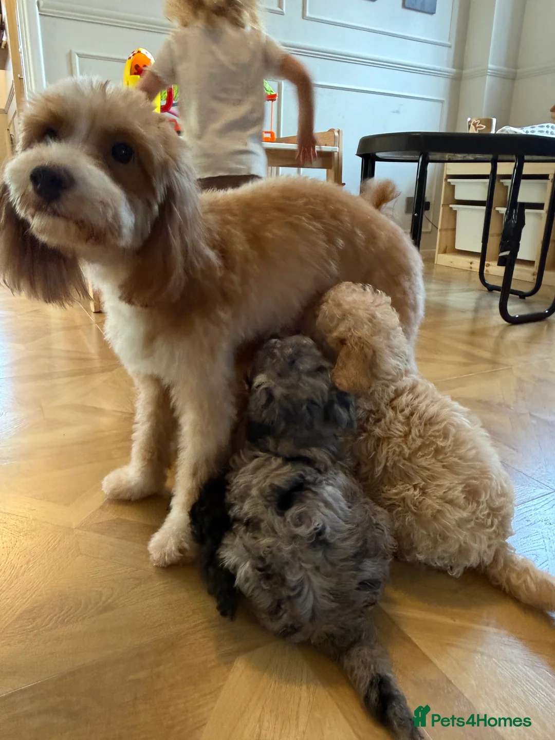 Mixed Breed dogs for sale: DNA HEALTH TESTED miniature Cavapoos 🩷 - Advert 5