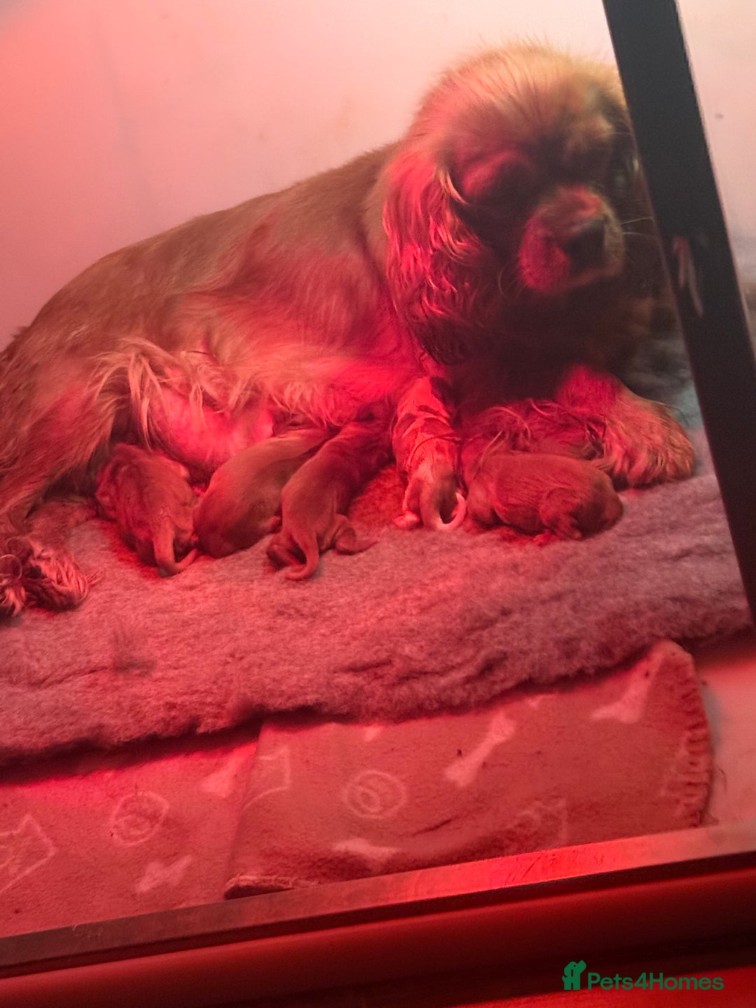 Cavalier King Charles Spaniel dogs for sale: Kc dna clear cavalier puppies available  - Image 4