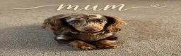 Miniature Dachshund dogs for sale:  🐾 Stunning longhaired mini dachshunds 🐾 - Advert 19