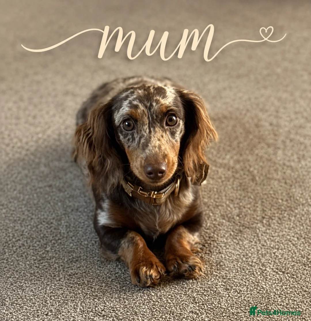 Miniature Dachshund dogs for sale:  🐾 Stunning longhaired mini dachshunds 🐾 - Advert 19