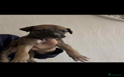 Lurcher dogs for sale: Saluki bull greyhound lurcher puppy’s pups puppies - Image 5