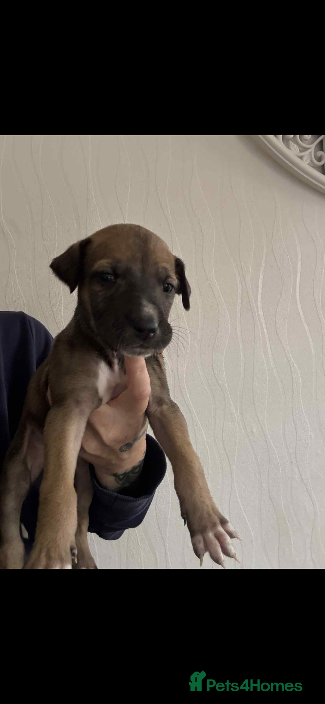 Lurcher dogs for sale: Saluki bull greyhound lurcher puppy’s pups puppies - Image 5