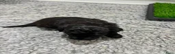 Cavapoochon dogs for sale: Cavapoochon puppies health tested parents  - Advert 11
