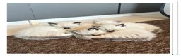 Ragdoll cats for sale: 6 cute pure breed Ragdoll kittens 2 boys 4 girls  - Advert 40