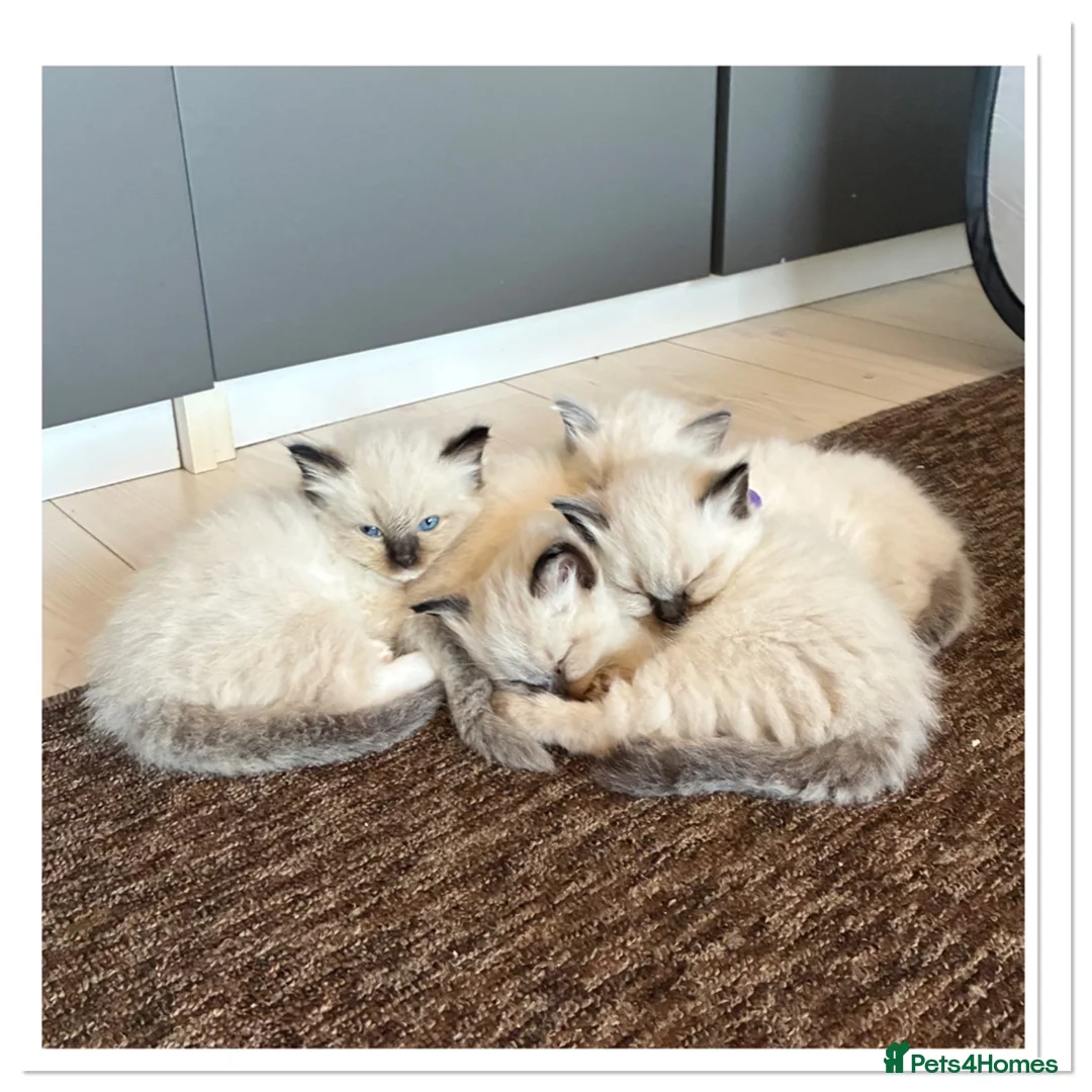 Ragdoll cats for sale: 6 cute pure breed Ragdoll kittens 2 boys 4 girls  - Advert 40
