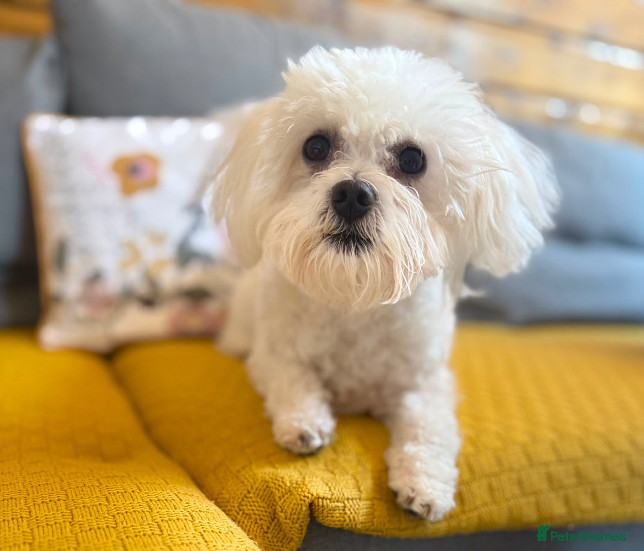 Maltese dogs Toy Maltese for stud  - Advert 2