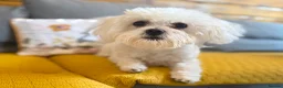 Maltese dogs for stud: Toy Maltese for stud  - Advert 1