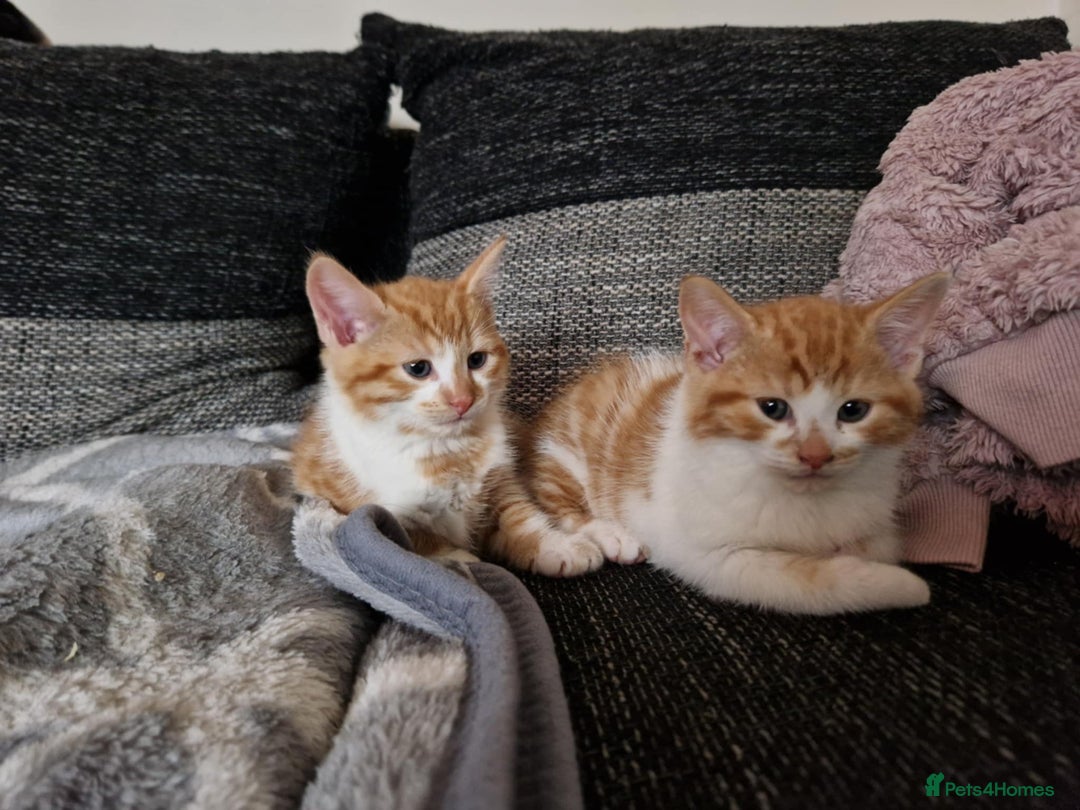 Persian cats for sale: Mix persian ginger kittens - Advert 7