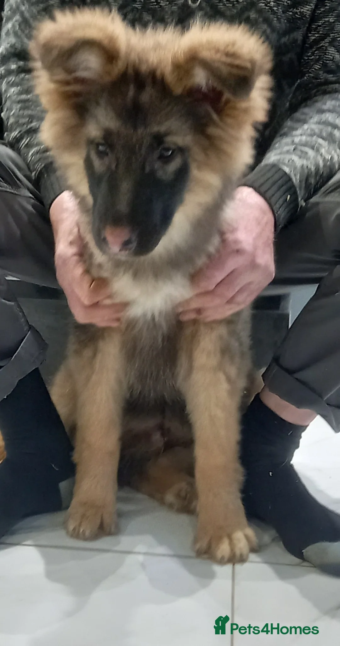 German Shepherd dogs for sale: Stunning German Shepherd Puppies - Advert 10