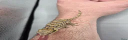 Gecko reptiles for sale: Orange blotch gargoyle gecko  - Advert 3
