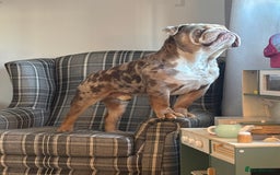 English Bulldog dogs for stud: Gorgeous kc reg boy for stud  in Bathgate - Image 1