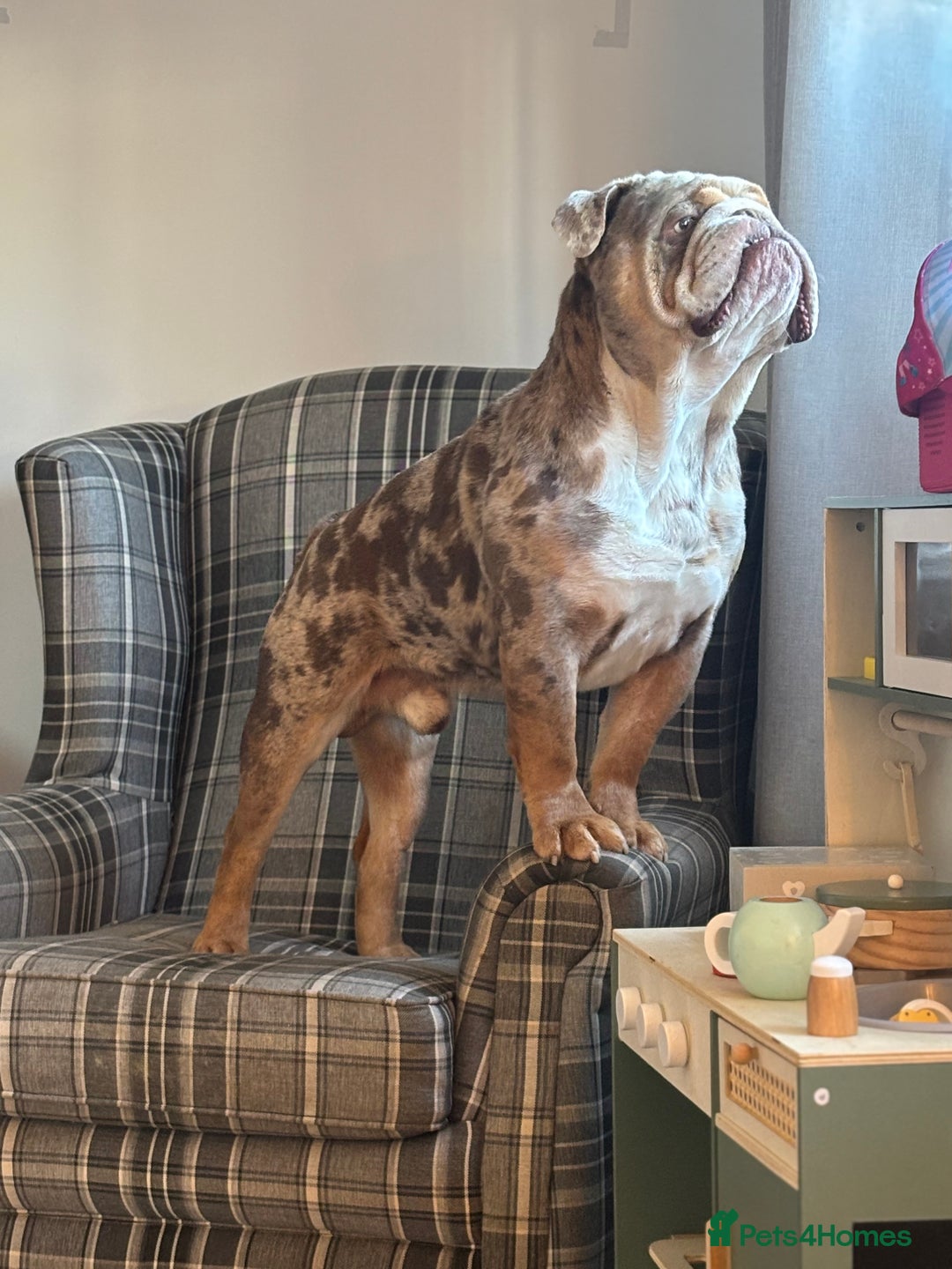 English Bulldog dogs for stud: Gorgeous kc reg boy for stud  in Bathgate - Image 1