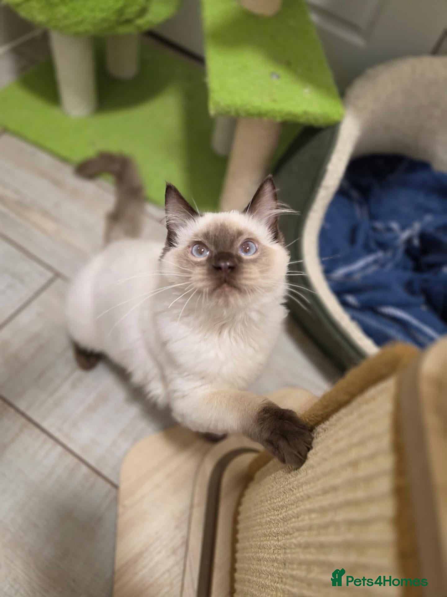 Ragdoll cats for sale: 💙💛 GCCF fantastic boy available 💙💛 - Advert 1