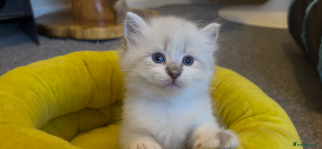 Siberian cats for sale: Gorgeous Siberian Kittens  - Image 4