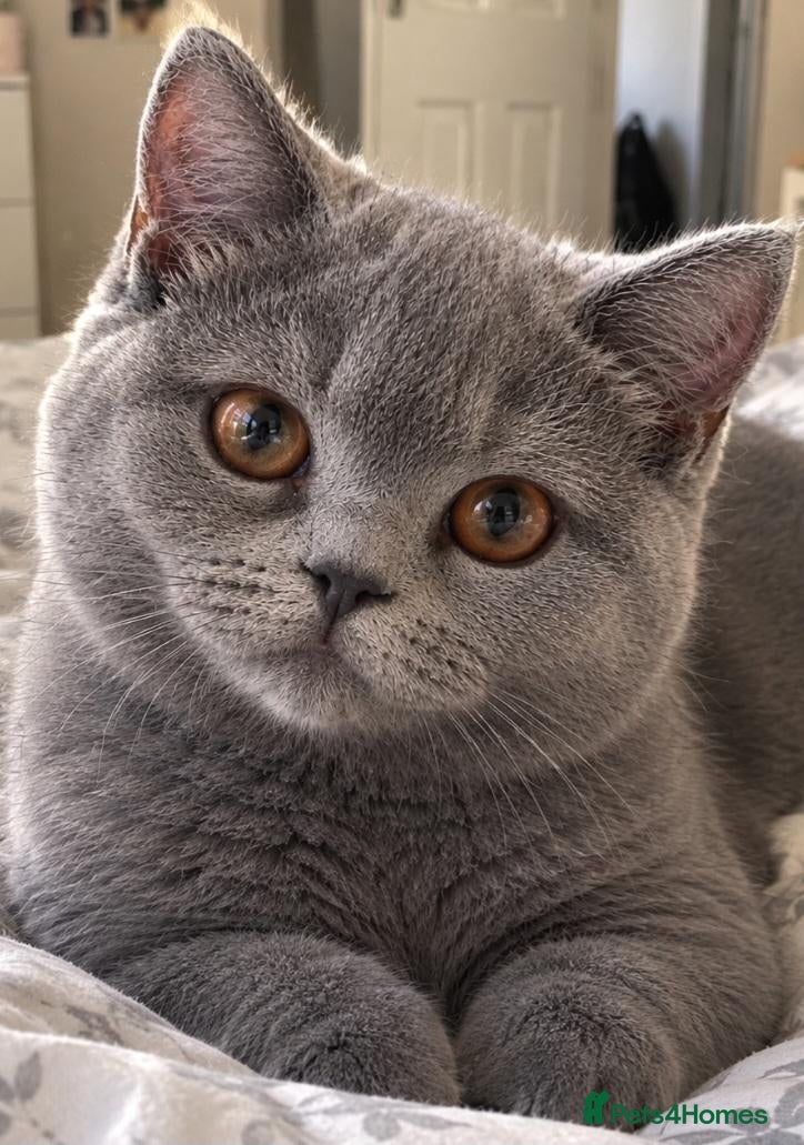 British Shorthair cats 💙 GCCF Registered Blue British Shorthair Boy 💙 - Advert 5