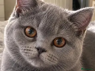 British Shorthair cats 💙 GCCF Registered Blue British Shorthair Boy 💙 - Advert 5