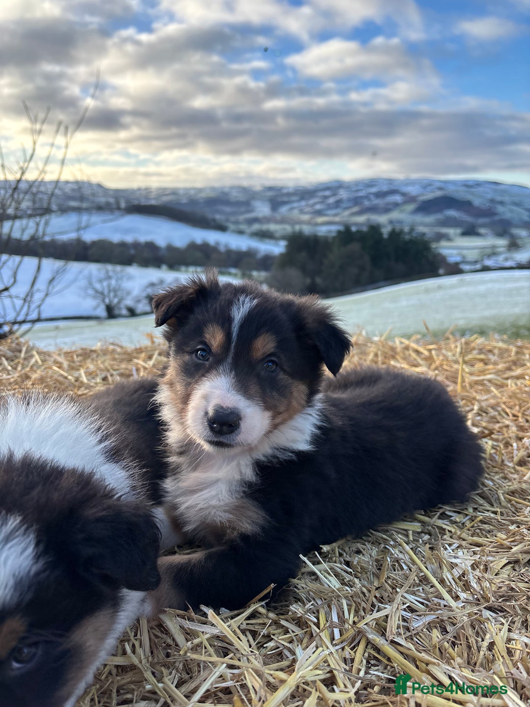 Border Collie dogs for sale: Quality Long Coated Tri Border Collie Puppies - Advert 12