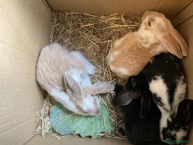 Mixed Breed rabbits for sale - Advert 4
