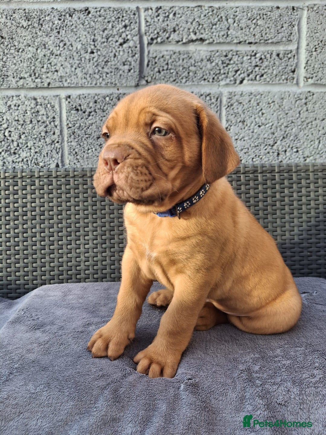 Dogue De Bordeaux dogs for sale: Beautiful litter of dogue de bordeauxs - Image 21