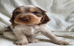 Cocker Spaniel dogs for sale: Show Cocker Pups - ask about our next litter - Image 5