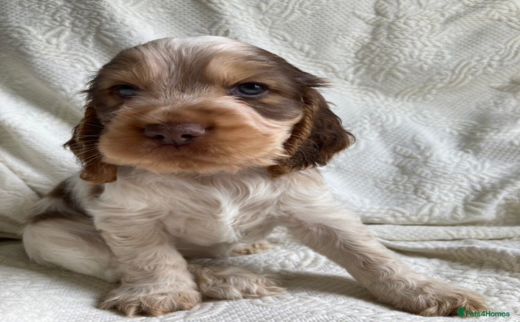 Cocker Spaniel dogs - Advert 2