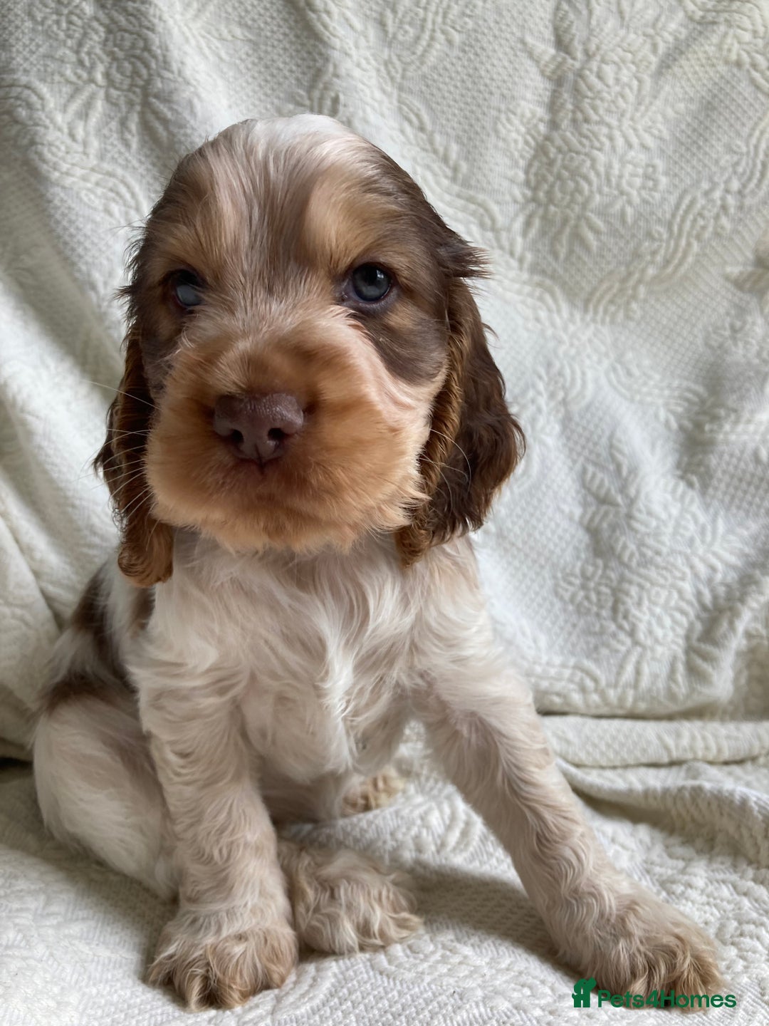 Cocker Spaniel dogs for sale: Show Cocker Pups - ask about our next litter - Image 5