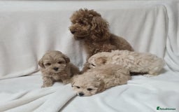 Maltipoo dogs for sale: TINY KOREAN F1 MALTIPOO PUPS - Image 6