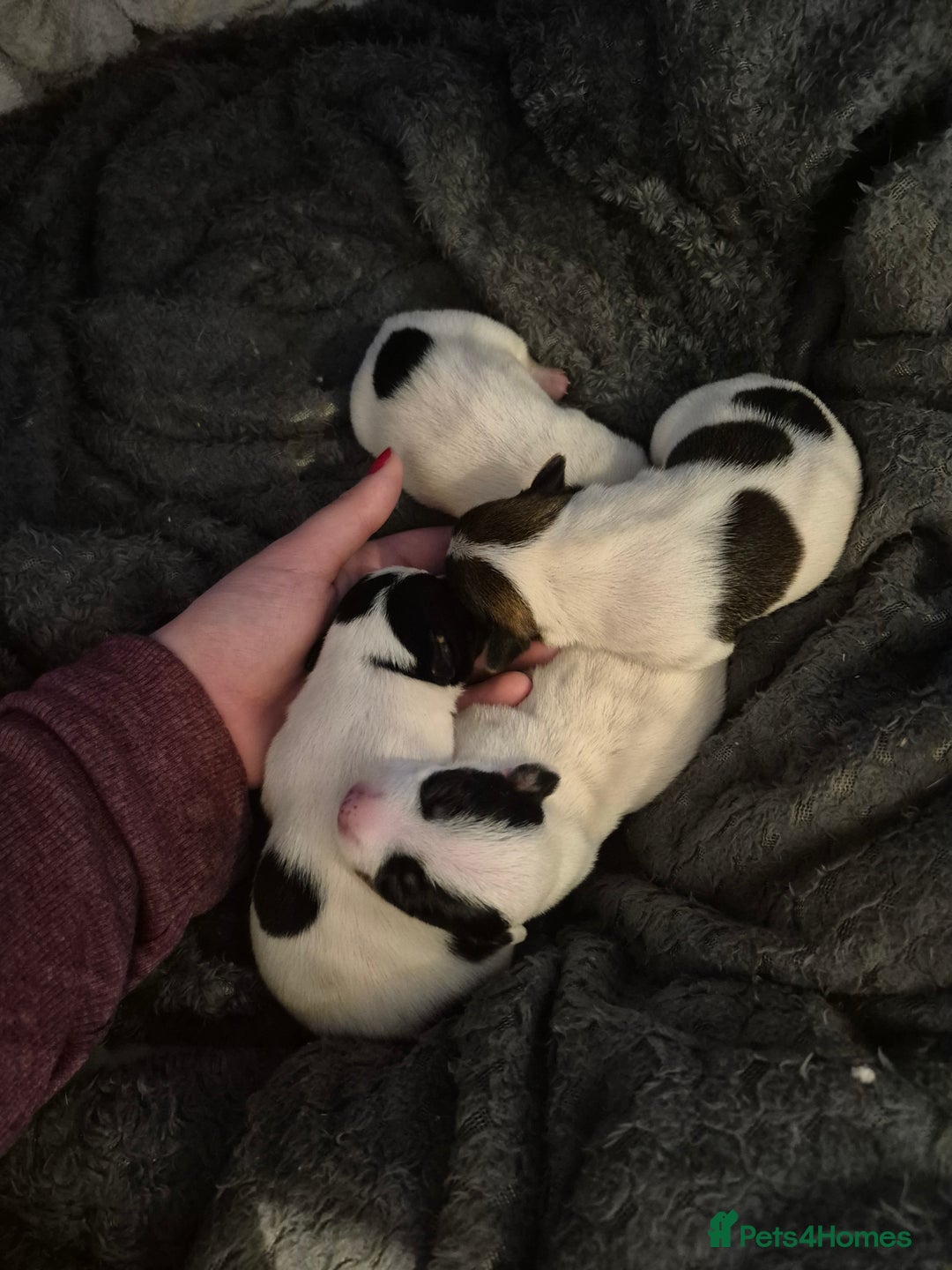 Jack Russell dogs for sale: Jack russle pups for sale - Advert 14