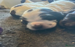 Sprocker dogs for sale: Beautiful Sprocker puppies  - Image 13