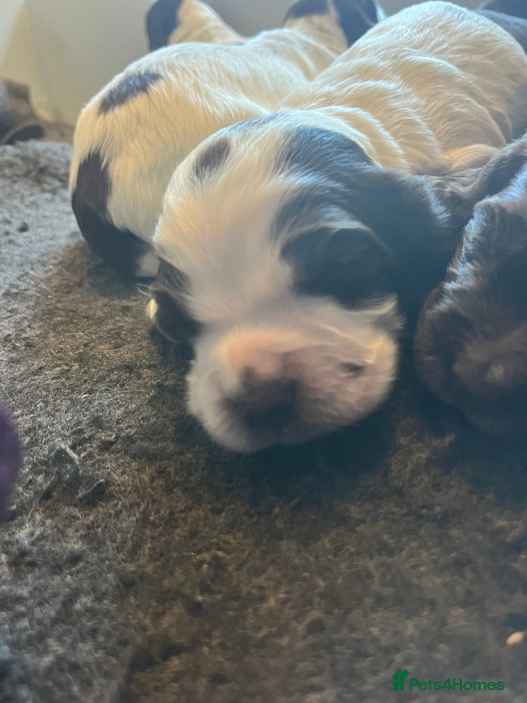 Sprocker dogs for sale: Beautiful Sprocker puppies  - Image 13