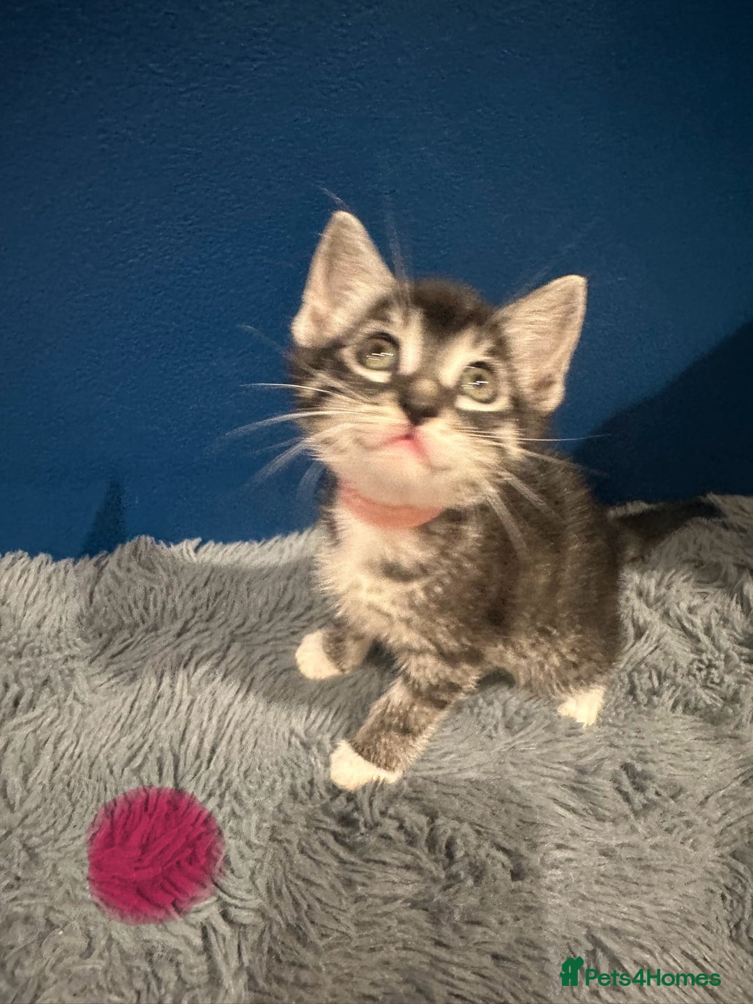 Bengal cats for sale: Queen boo 💕❤️ - Image 17