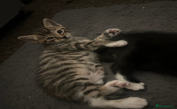 Bengal cats - Advert 9