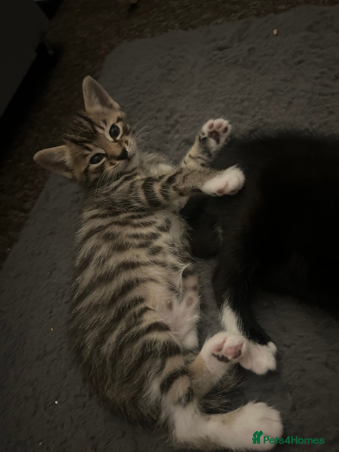 Bengal cats for sale: 2 gorgeous male half bengal kittens 😺  - Image 1