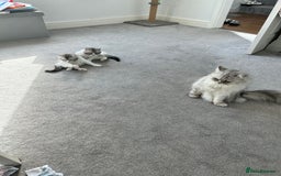 Persian cats for sale: Persian cross kittens  - Image 8