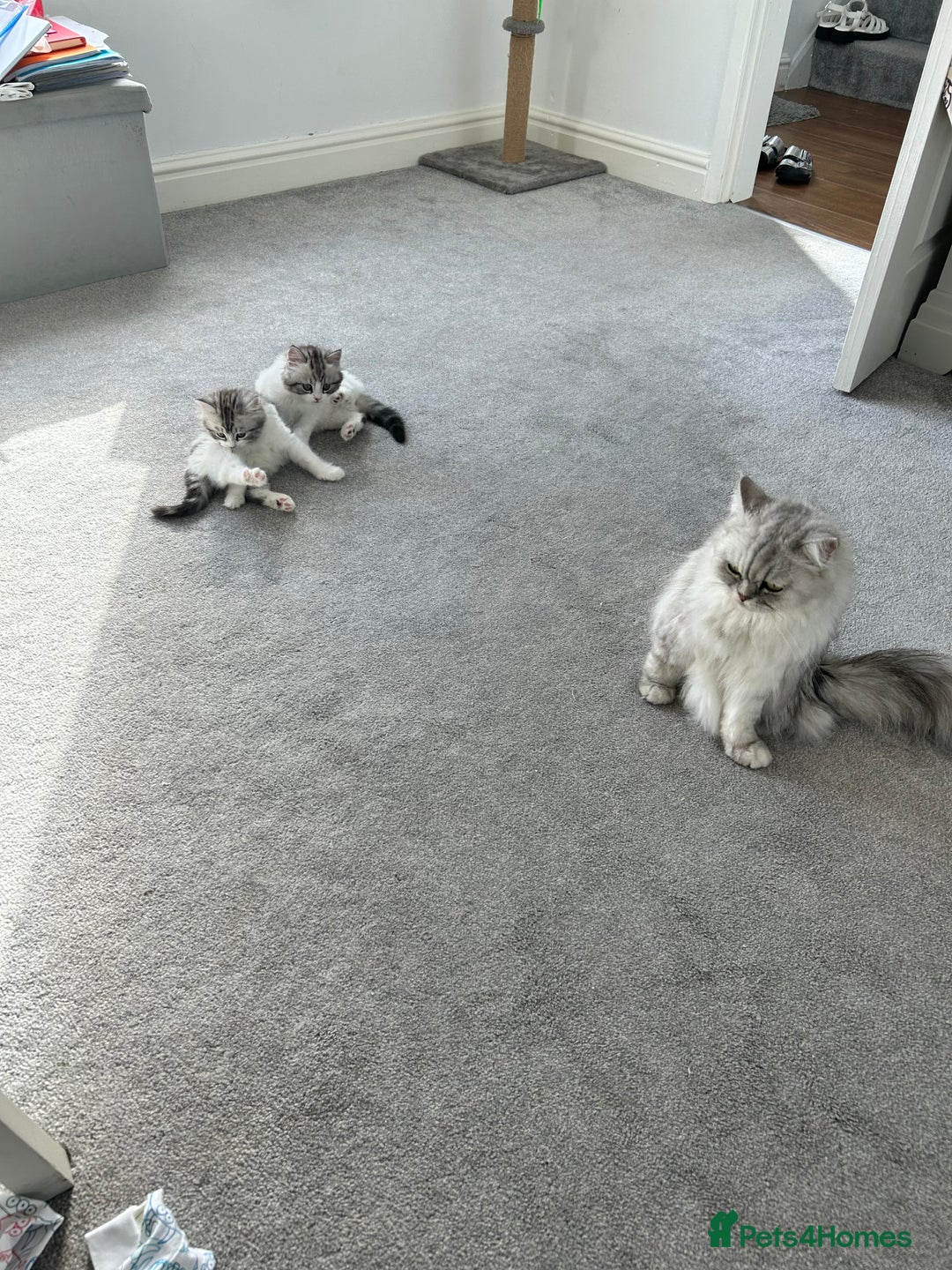 Persian cats for sale: Persian cross kittens  - Image 8