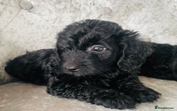 Cockapoo dogs for sale: Beautiful Black Cockapoo Puppies  - Image 8