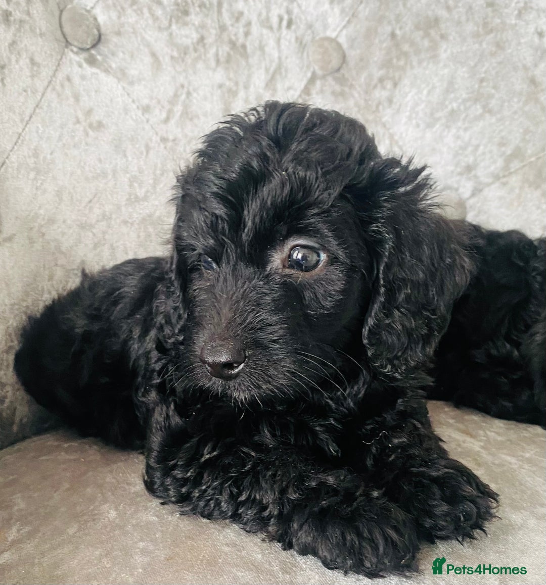 Cockapoo dogs for sale: Beautiful Black Cockapoo Puppies  - Image 8