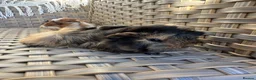 Guinea Pig rodents for sale: Handsome baby long haired male guinea pigs. - Advert 12