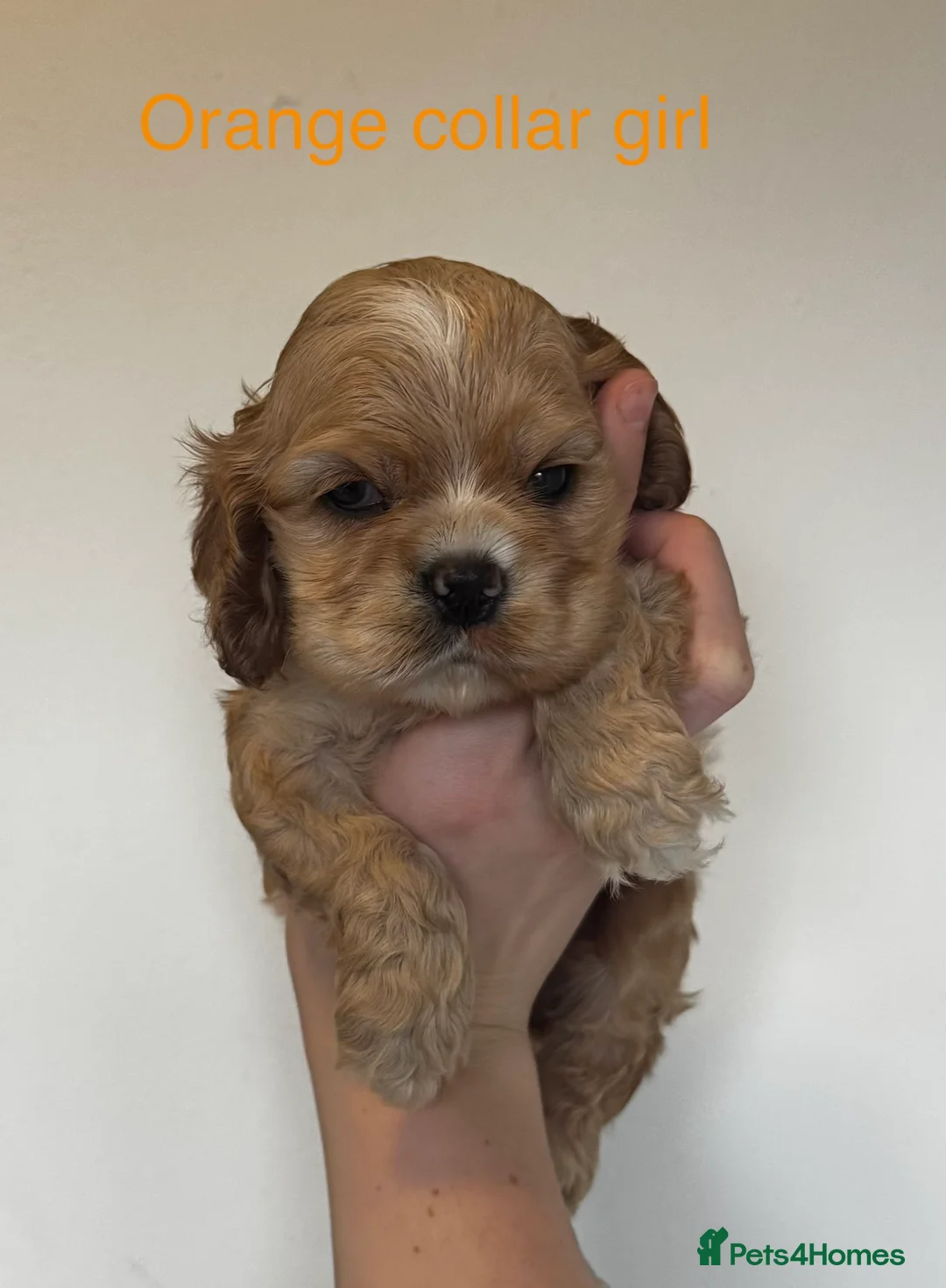 American Cocker Spaniel dogs for sale: 🐾KC, Health tested American cocker spaniels🐾 - Advert 2