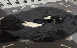 Jack Russell dogs for sale: 3 Jack Russell Puppies  - Image 2