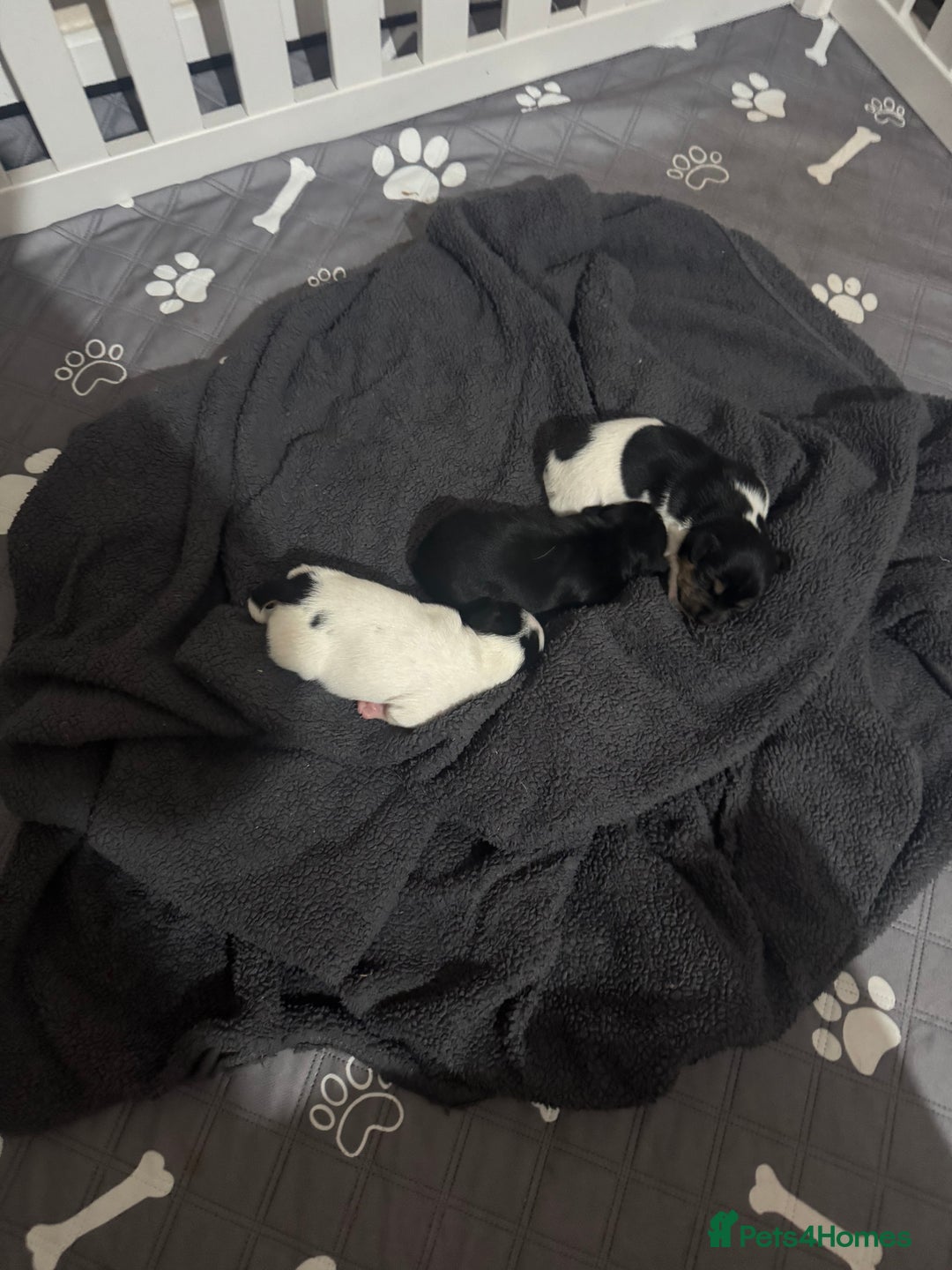Jack Russell dogs for sale: 3 Jack Russell Puppies  - Image 2